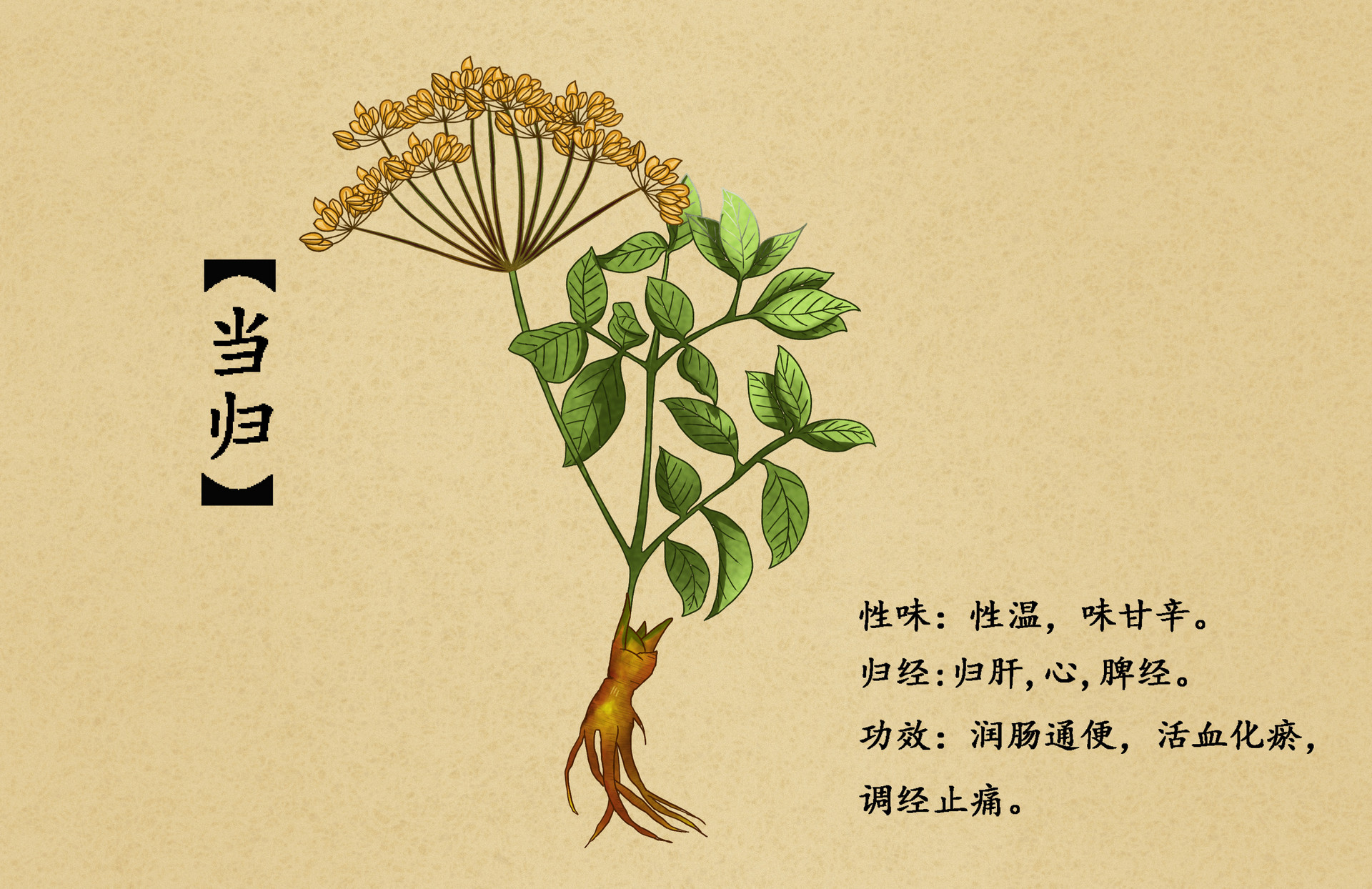 摄图网_400968151_banner_中草药当归插画（企业商用）.jpg